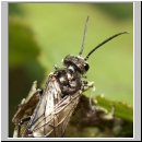 Dolerus sp - Blattwespe 01c.jpg